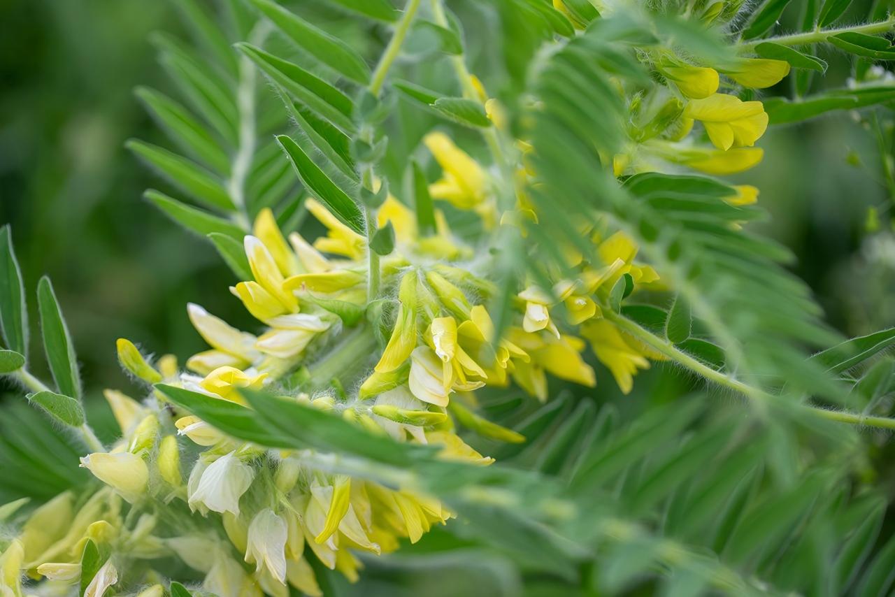 黄芪实拍