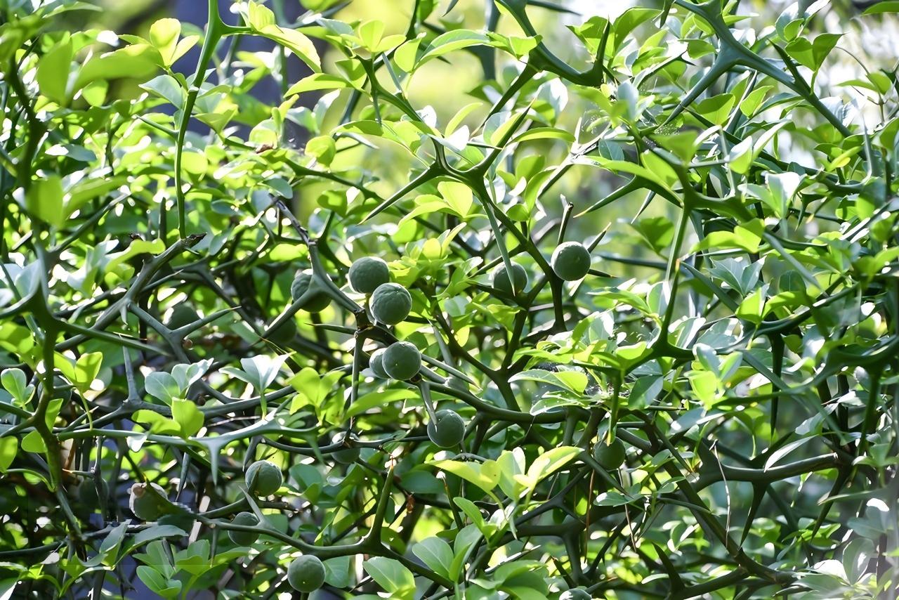 陈皮
