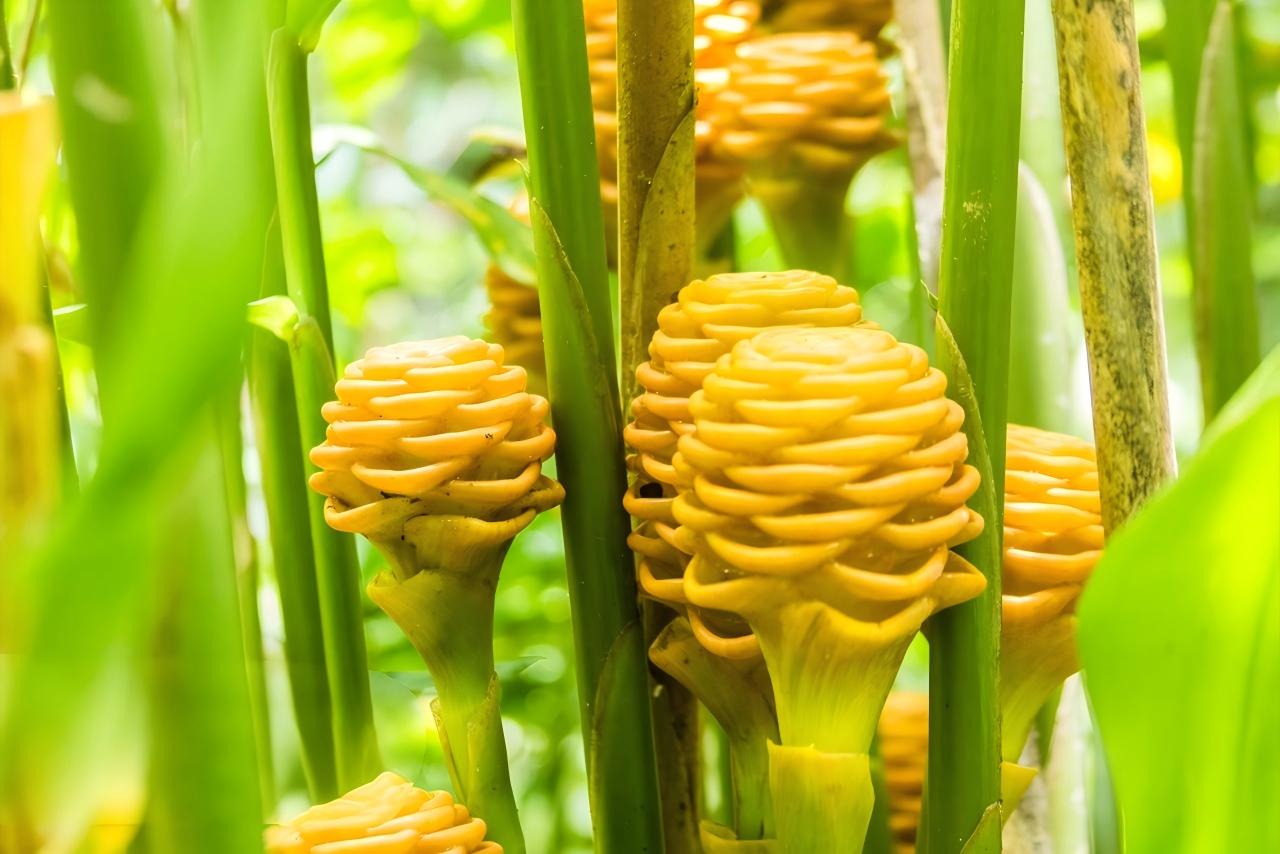 姜黄粉与姜黄素提取物