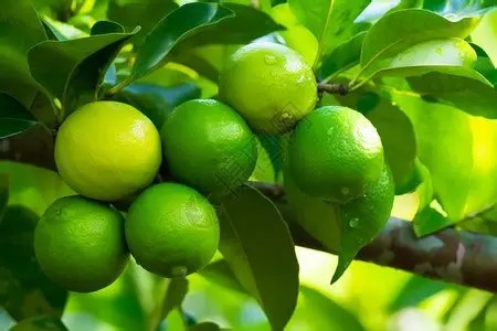 柠檬枝叶与果实