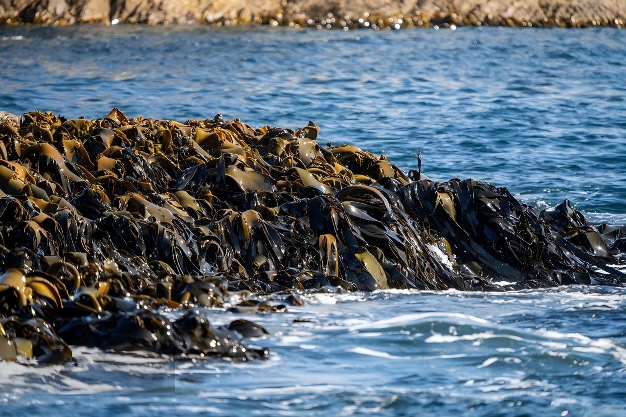 海带实拍
