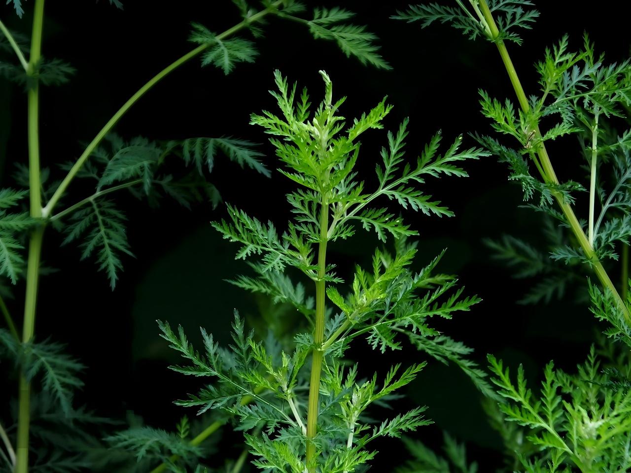 黄花蒿原料与提取物